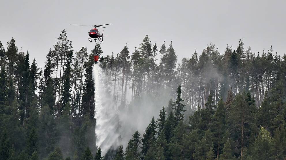 En röd helikopter släpper vatten över skog.