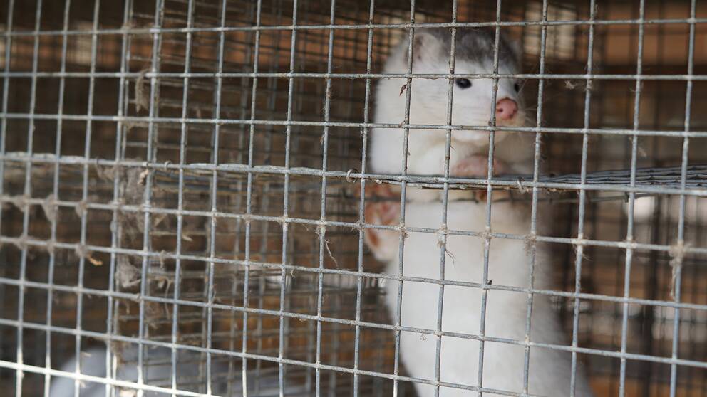 mink