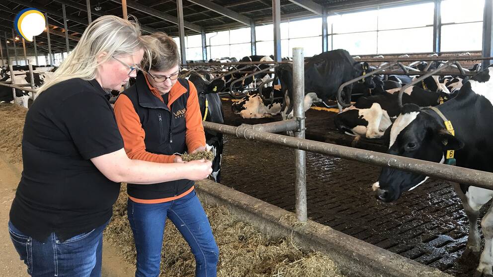 Maria Berglund, forskare på Hushållnigssällskapet i Halland, och Susanne Bååth Jacobsson, rådgivare på Växa Sverige, undersöker kofoder.