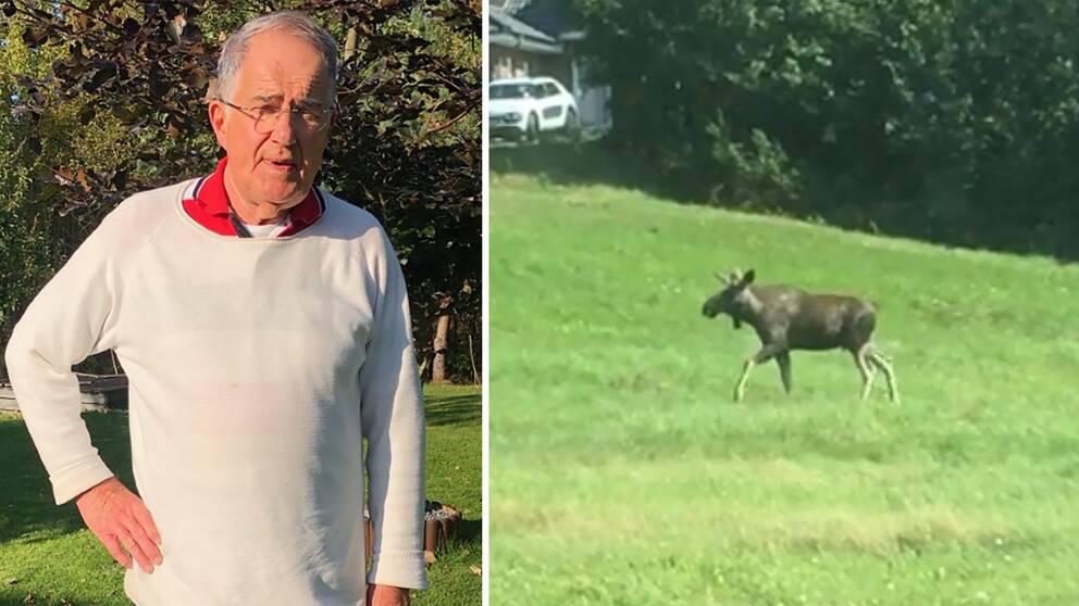 Mats Linder har bott i Nasaret i 11 år. Nyligen stångades han av en älg i trädgården.