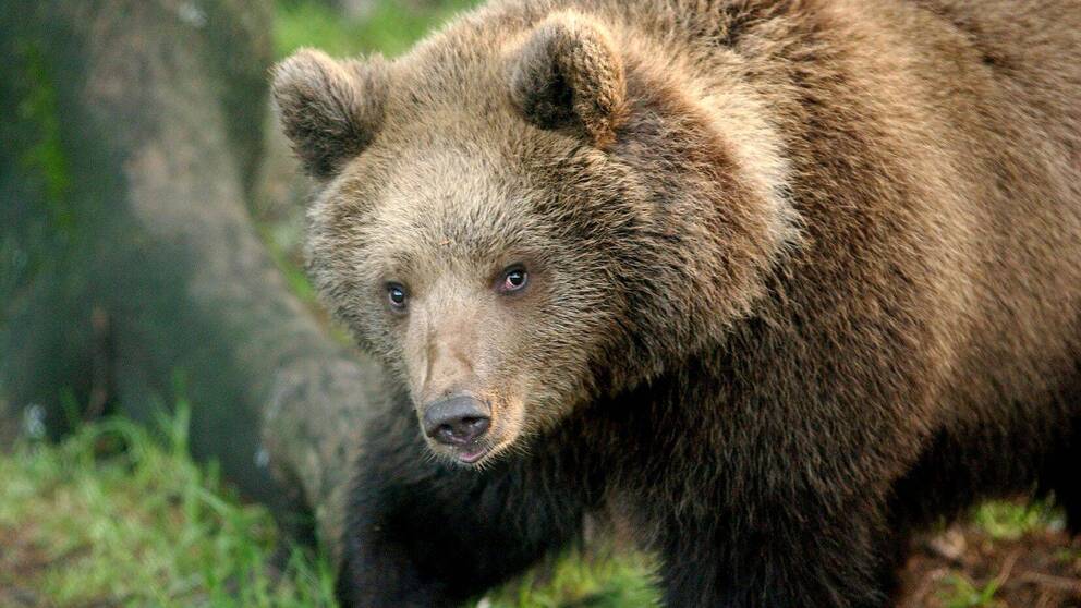 Bild på en brunbjörn som tittar in i kameran.