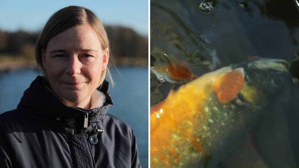 Malin Setzer, fiskerikonsulent på Länsstyrelsen Jönköping.