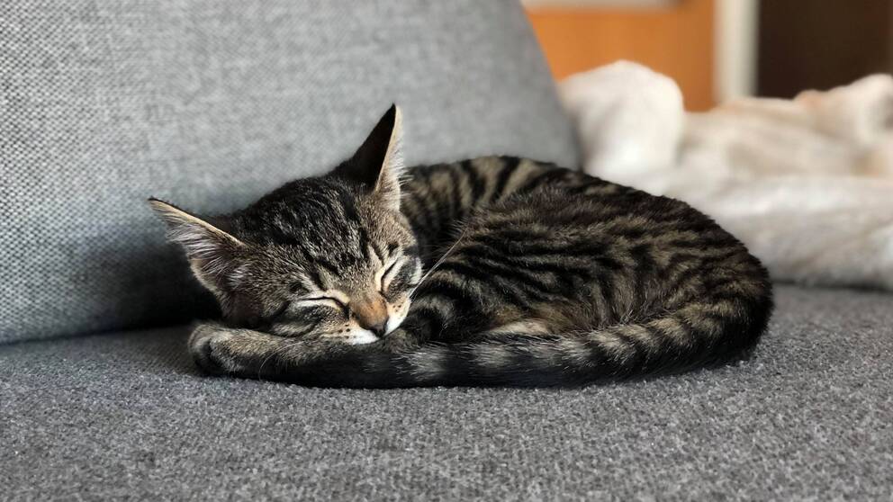 Katten Stella , närbild på en kattunge som sover i soffan