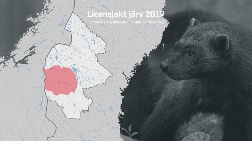 Karta över Jämtlands län med ett område rödmarkerat. Inom området pågår licensjakt på järv.