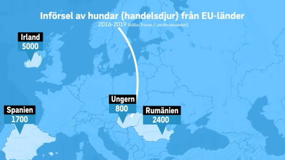 Skaffa gatuhund u2013 ett riskfyllt projekt  SVT Nyheter