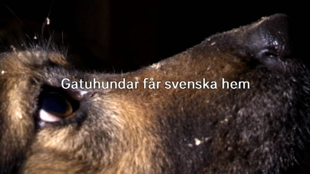 Skaffa gatuhund u2013 ett riskfyllt projekt  SVT Nyheter