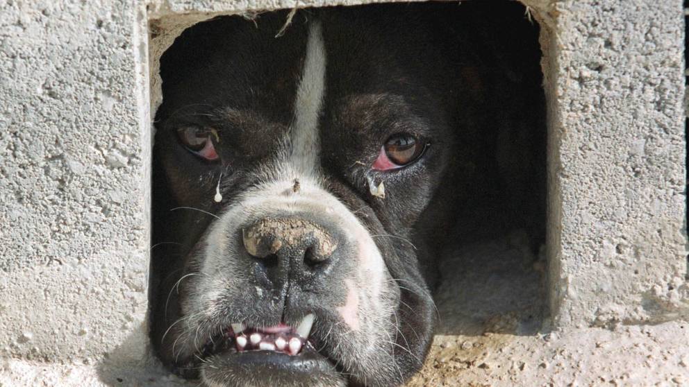 Skaffa gatuhund u2013 ett riskfyllt projekt  SVT Nyheter