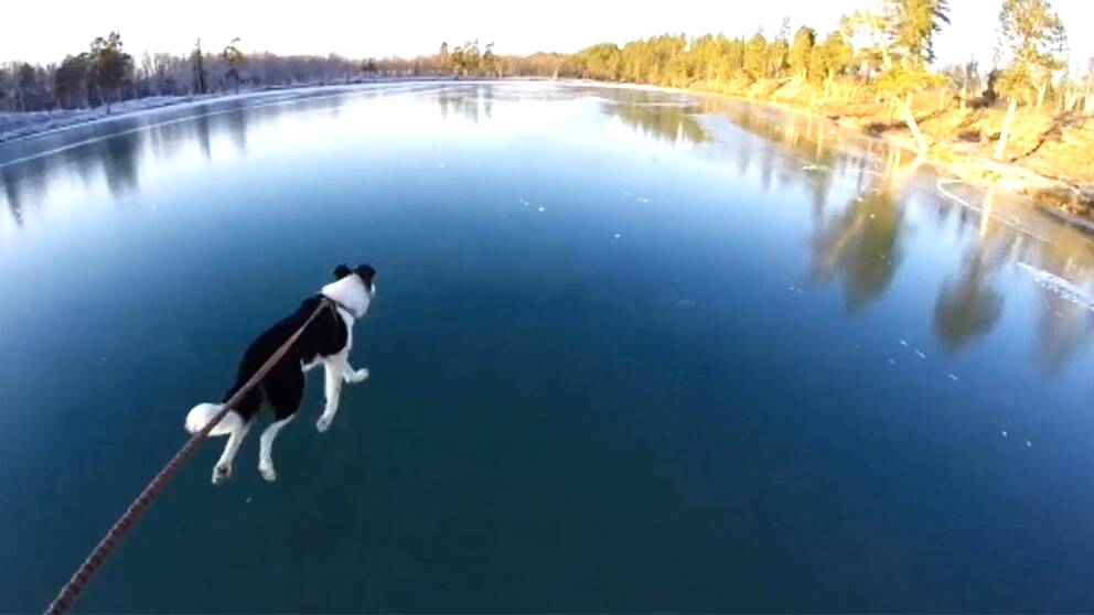 hund springer på blankis på sjö