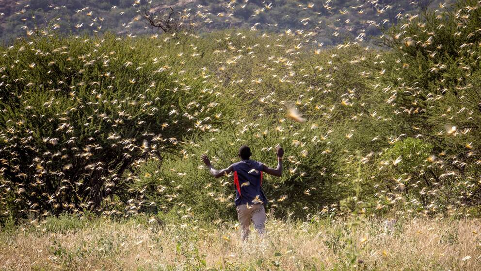 En man springer genom en gräshoppssvärm.