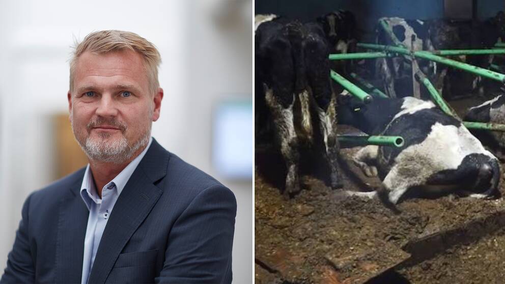 Arlas vd Patrik Hansson kommenterar nu SVT:s bilder från mjölkgården.