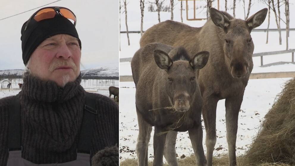 Turistföretagaren Matti Blind Berg till vänster, älgar som mumsar på ensilage till höger.