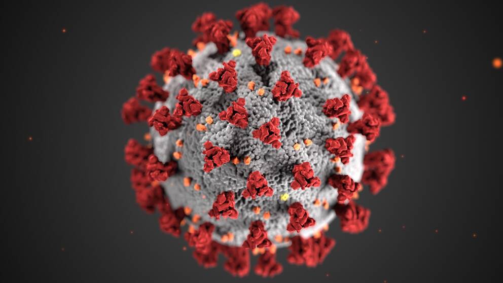 Forskare i Nederländerna har hittat en antikropp som kan komma att fungera som en behandling mot coronaviruset.