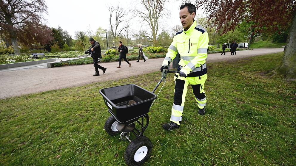 Lunds kommunalråd Philip Sandberg gödslar gräsmattor med hönsgödsel i Lunds Stadspark, som är avstängd under valborgsmässoafton.