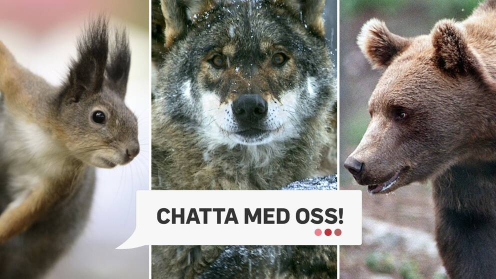 tredelad bild: närbild på ekorre, varg och björn, och texten ”chatta med oss”