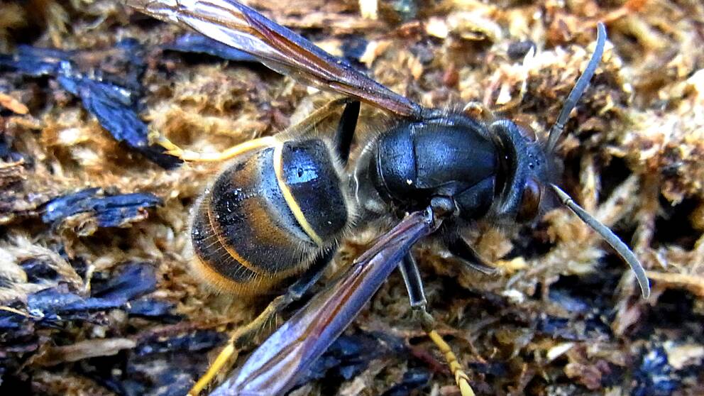 Sammetsgetingen äter andra getingar och honungsbin, vilket påverkar pollineringen av blomväxter. Källa: Naturvårdsverket