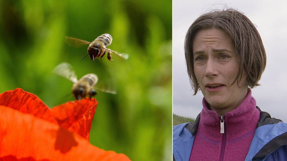 Dubbelbild. Till vänster två bin som är på väg att landa på en röd vallmo. Till vänster en intervjubild på en brunhårig kvinna mer rosa tröja och blå jacka.
