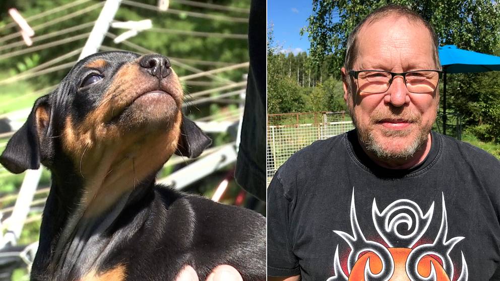 Detta ska du tänka på vid köp av hund SVT Nyheter
