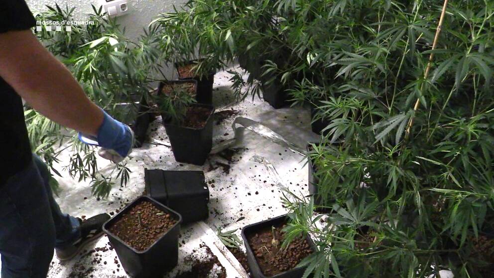 Det kriminella nätverket hade flera marijuana-planteringar inhus runt om i Katalonien.