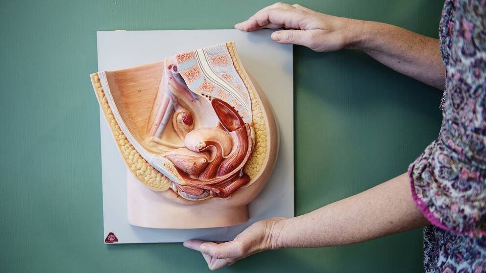 En anatomisk modell över ett kvinnligt underliv.