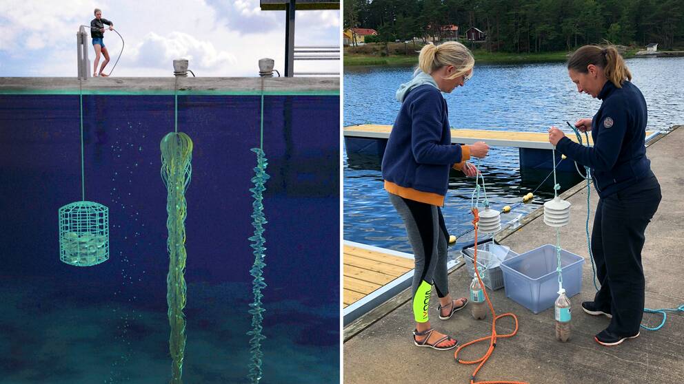 En tecknad bild på en person som hissar upp en korg med ostron från en brygga och en bild på två forskare vid Tjärnö marina laboratorium som förbered utrustning att sänka ner vid sin havskolonilott.