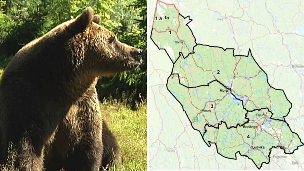 Björnjakten i Dalarna en björn återstår SVT Nyheter