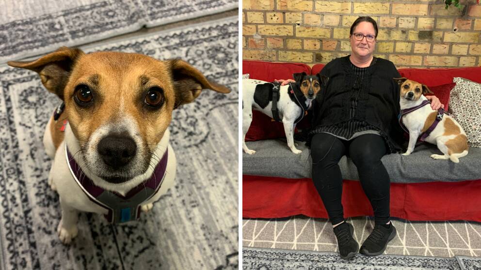 Hundtränaren Ulrika Sievertsson Nelzén sitter i en soffa med två hundar.