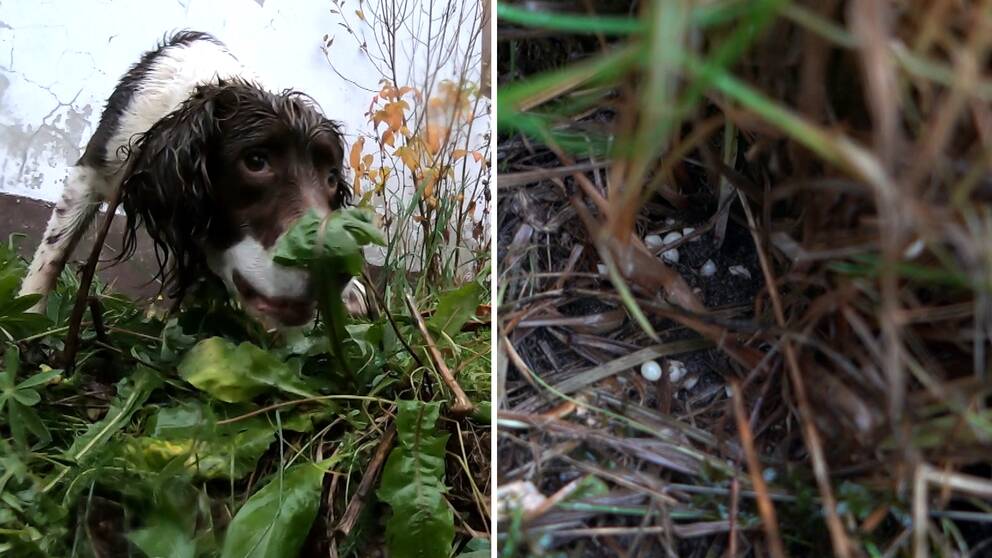 närbild från marknivå på en hund som nosar i gräset, samt närbild på små runda snigelägg bland gräset