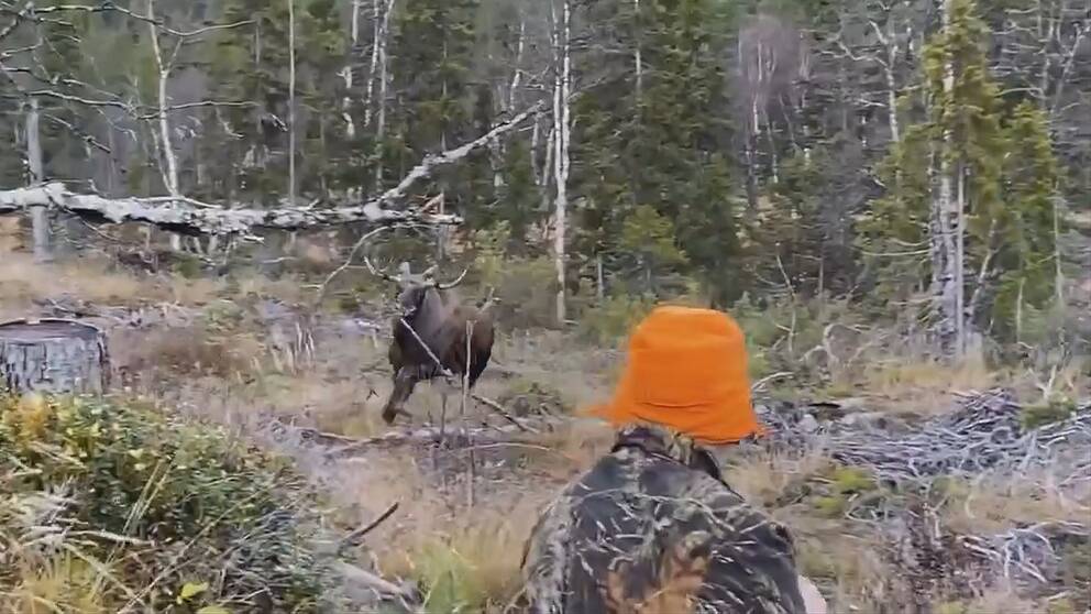Bild på älgtjur som rusar mot en jägare som sitter.