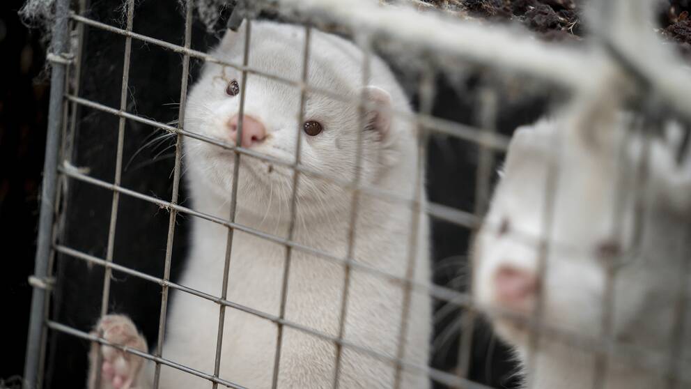 Minkar på minkfarm i Danmark
