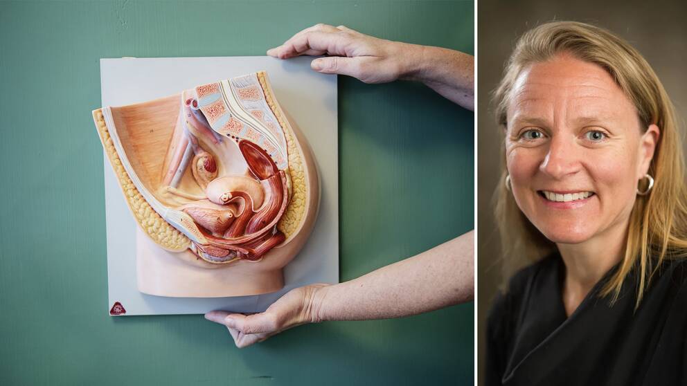 Anatomisk modell över en kvinnas underliv och gynekologen, överläkaren och forskaren Helena Kopp Kallner.