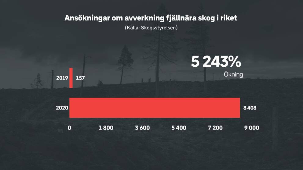 Grafisk bild med rubriken ”Ansökningar om avverkning fjällmärka skog i riket”. Under rubriken ligger två staplar. Den för 2019 visar 157 hektar och den för 2020 visar 8408 hektar. Staplarna visar hur stora arealer som ansökts om avverkning under september månad 2019 och 2020.