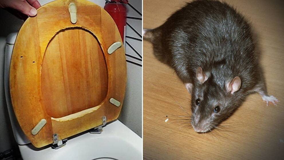 Toalettsitts söndergnagd av råtta