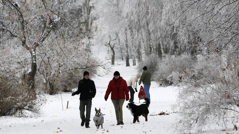 Flera personer som är ute på promenad i en park på vintern, snö på marken och träden, två hundar är med på promenaden.
