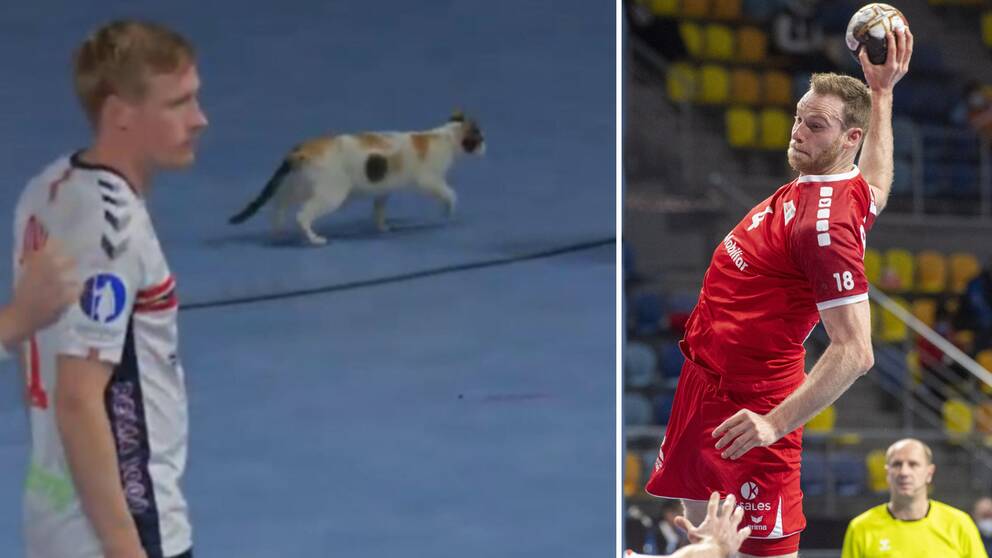 En katt avbröt VM-matchen mellan Norge och Schweiz.