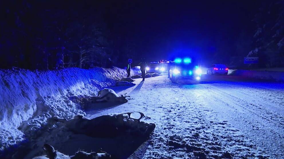 Polisbilar med blåljus och folk på en snöig väg med branta plogvallar, mörkt ute. Flera döda renar ligger längs vägkanten.