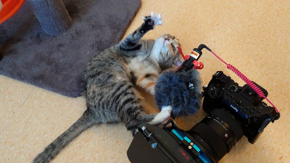 Katt Attackerar Oprovocerat Annan Katt