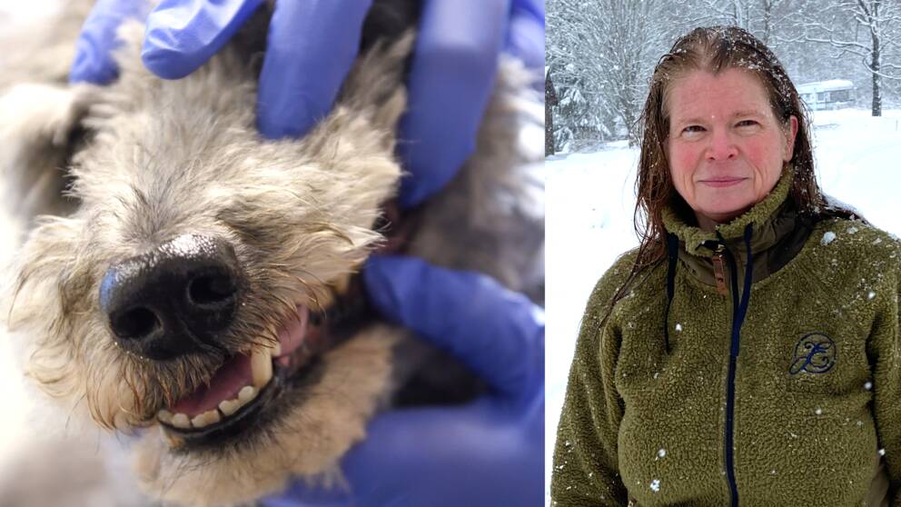 närbild på hundnos, undersökning av munnen, samt porträttbild på Helén löfblad – en medelålders kvinna utomhus i snöväder