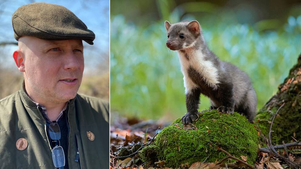 Man med basker och mårddjur på sten