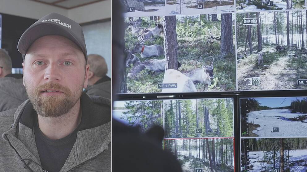 Länsveterinären i Västernorrland: "Stor risk att bli uthängd i sociala medier" | SVT Nyheter