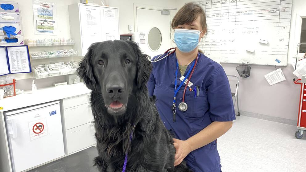 Veterinärer upplever stress.