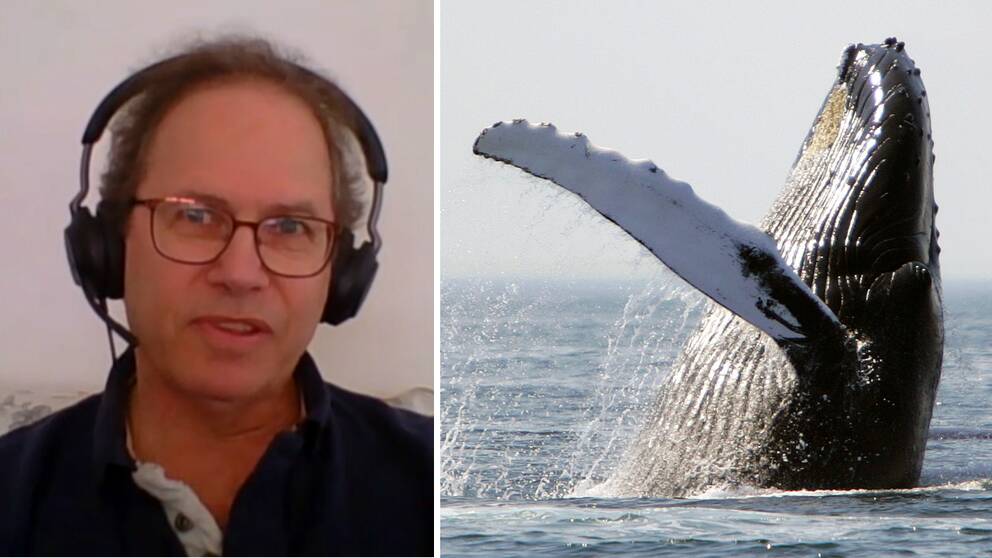 Nån gång varannat år händer det att valar navigerar in i Östersjön, antingen på grund av felnavigation, eller i jakt på mat, säger Thomas Lyrholm är valforskare på Naturhistoriska riksmuseet.