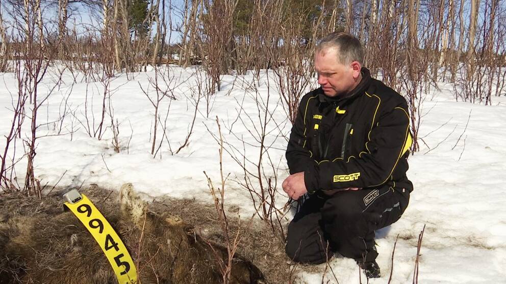 en man i skoteroverall hukar intill resterna av en död älg med halsband med märkning på