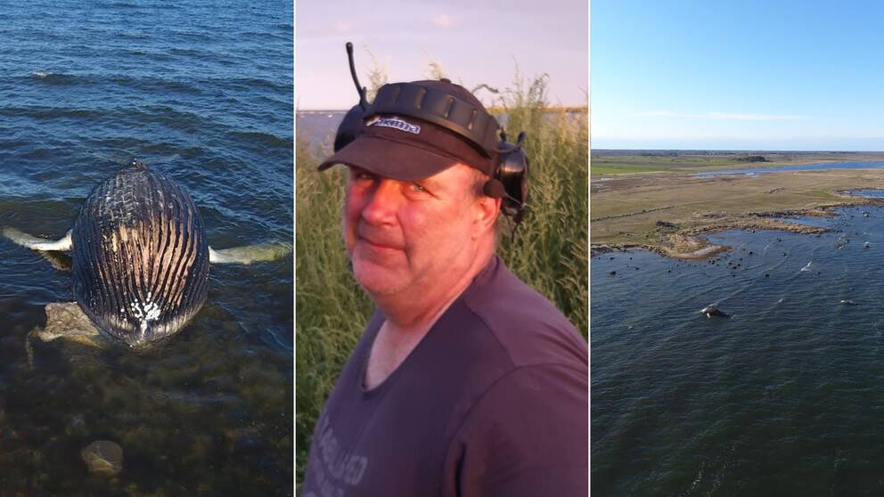 Bilden är ett collage. I mitten är en porträttbild på Peter Johansson som äger marken där den strandade knölvalen ligger. De övriga två bilderna är bilder på en död knölval och Peter Johanssons mark. 