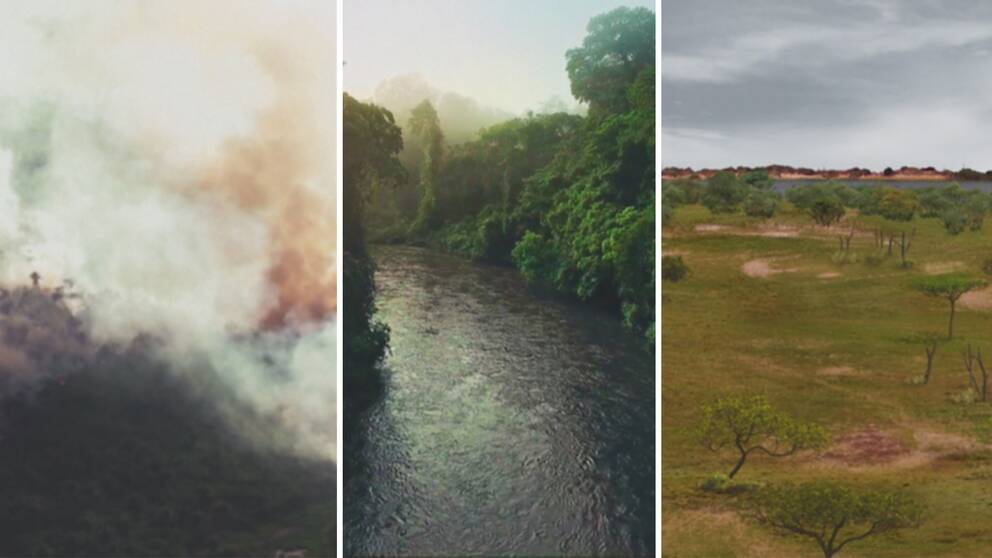 Tre bilder från Amazonas: rökmoln över trädtoppar, flodbädd kantad av grönska, simulering av hur savannområde i regionen kan komma att se ut.