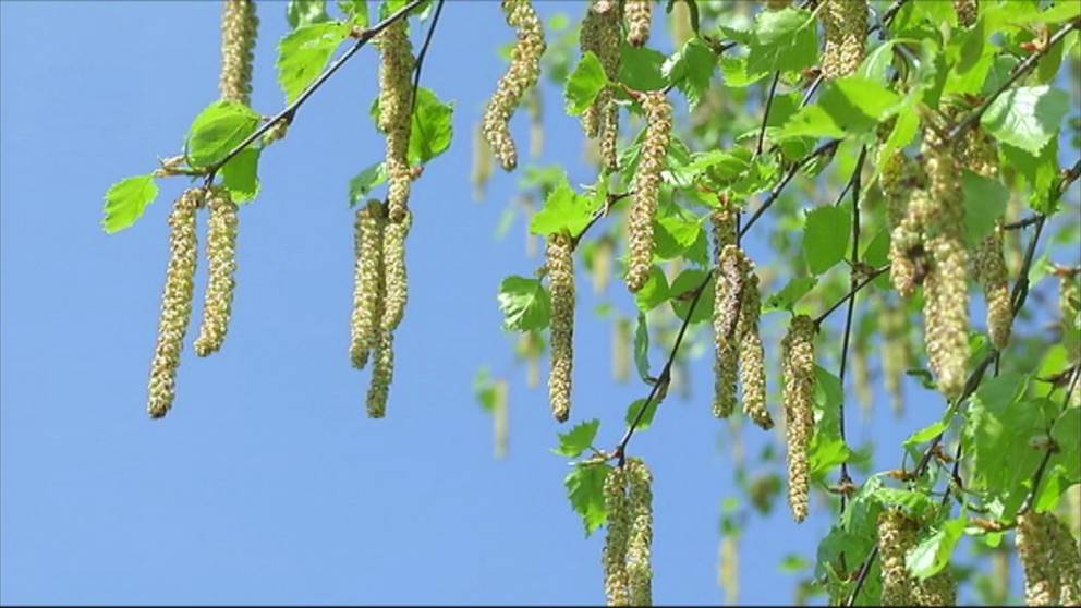 Nu är pollenkoll igång igen i Norrbotten SVT Nyheter