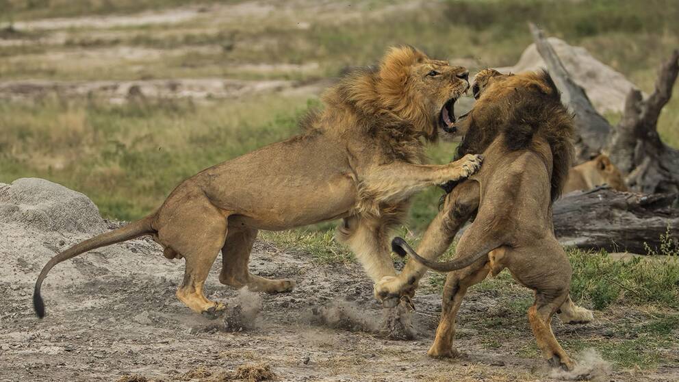 Jericho, till vänster, i kamp med sin bror Cecil i nationalparken Hwange i Zimbabwe förra året.