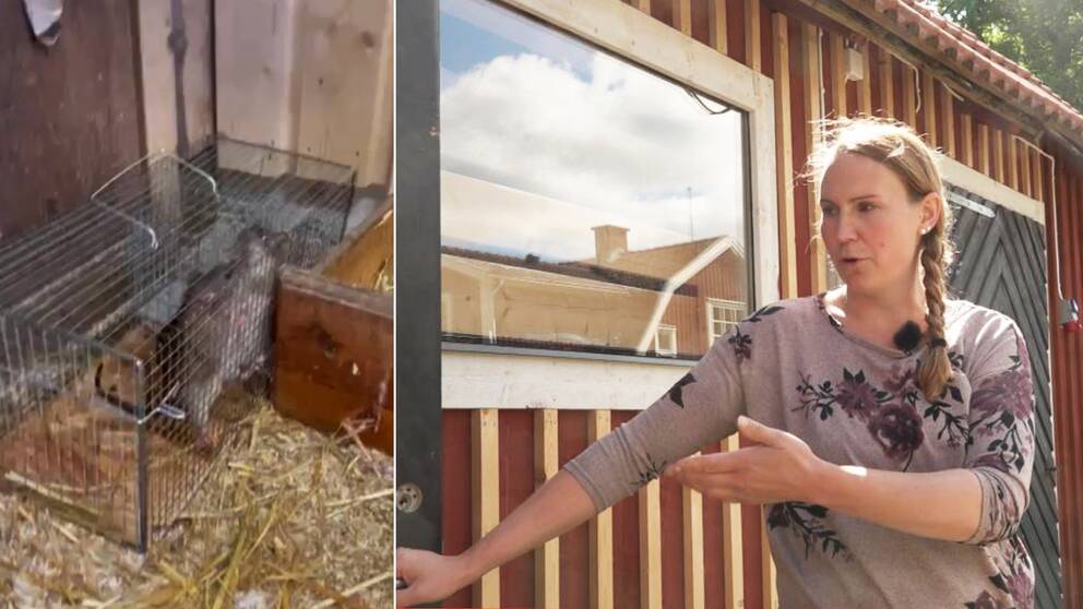 T.v: råttor infångade i bur. T.h: Annie Hultqvist utanför sitt hönshus.