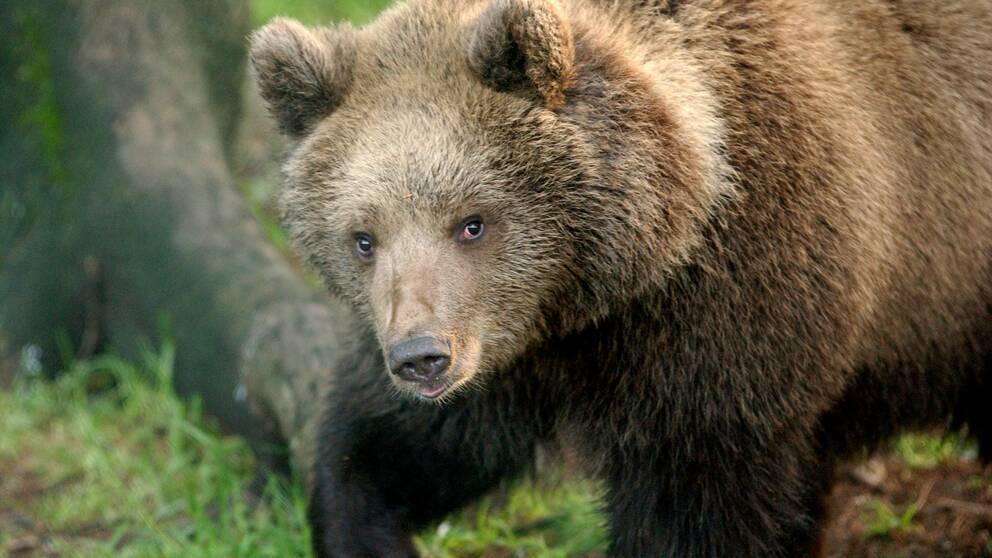 bild på brunbjörn i skogen. Björnen tittar in i kameran.