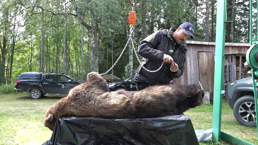 Död björn ligger på ett bord. En man i blå keps håller på att fästa kättingar i björnen för att kunna väga den.