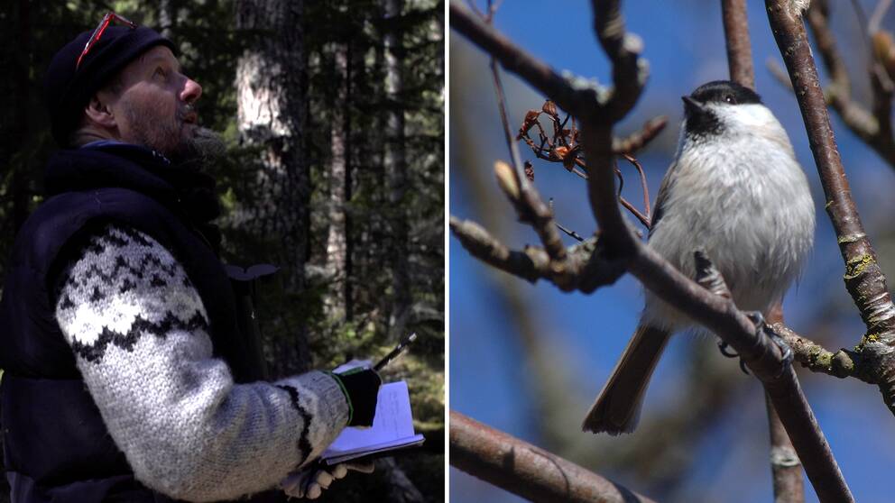 Foto på ekolog i skogen och ett foto på en talltita.